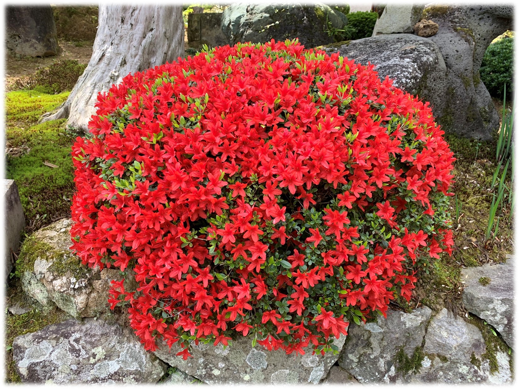 広輝緑化
