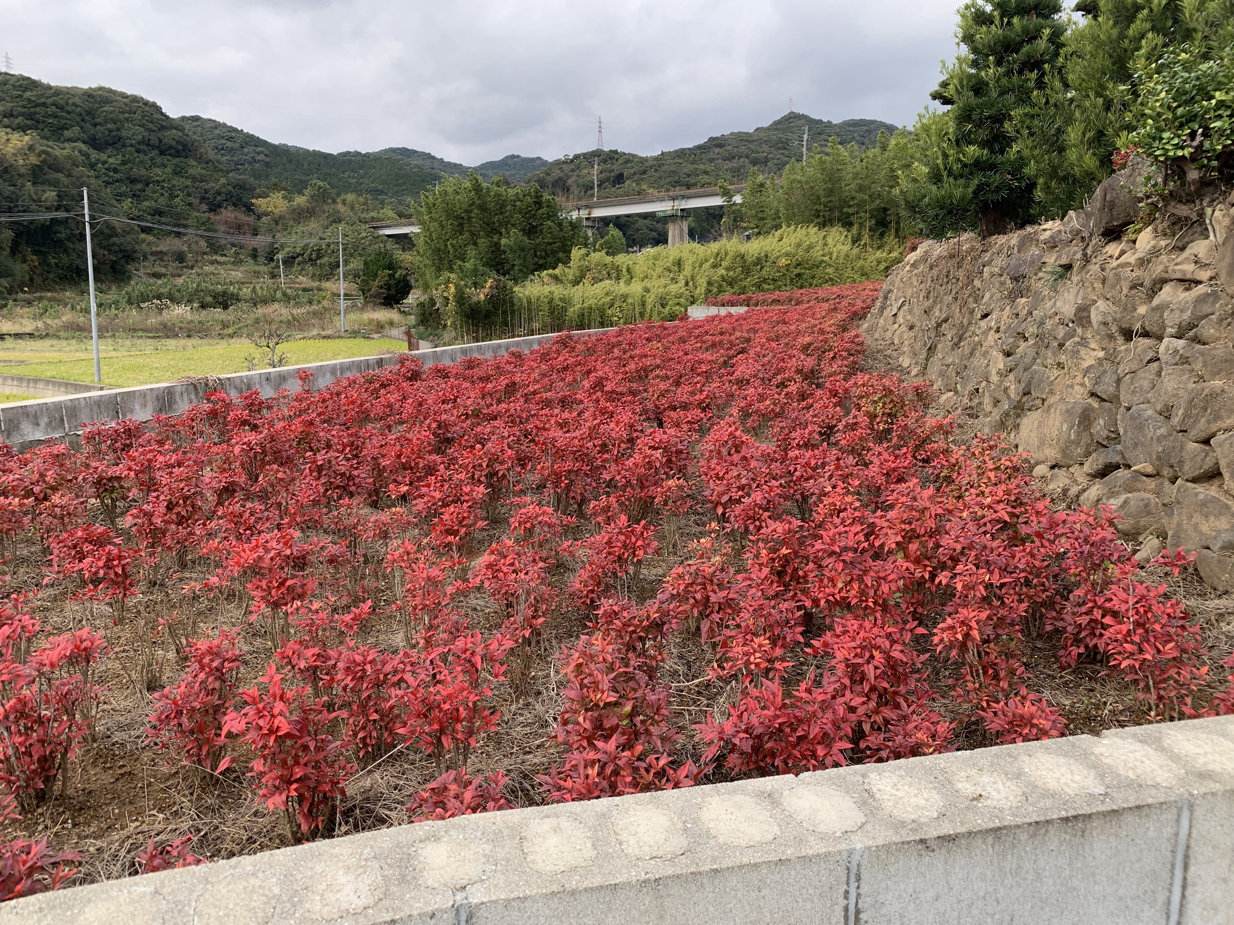 広輝緑化