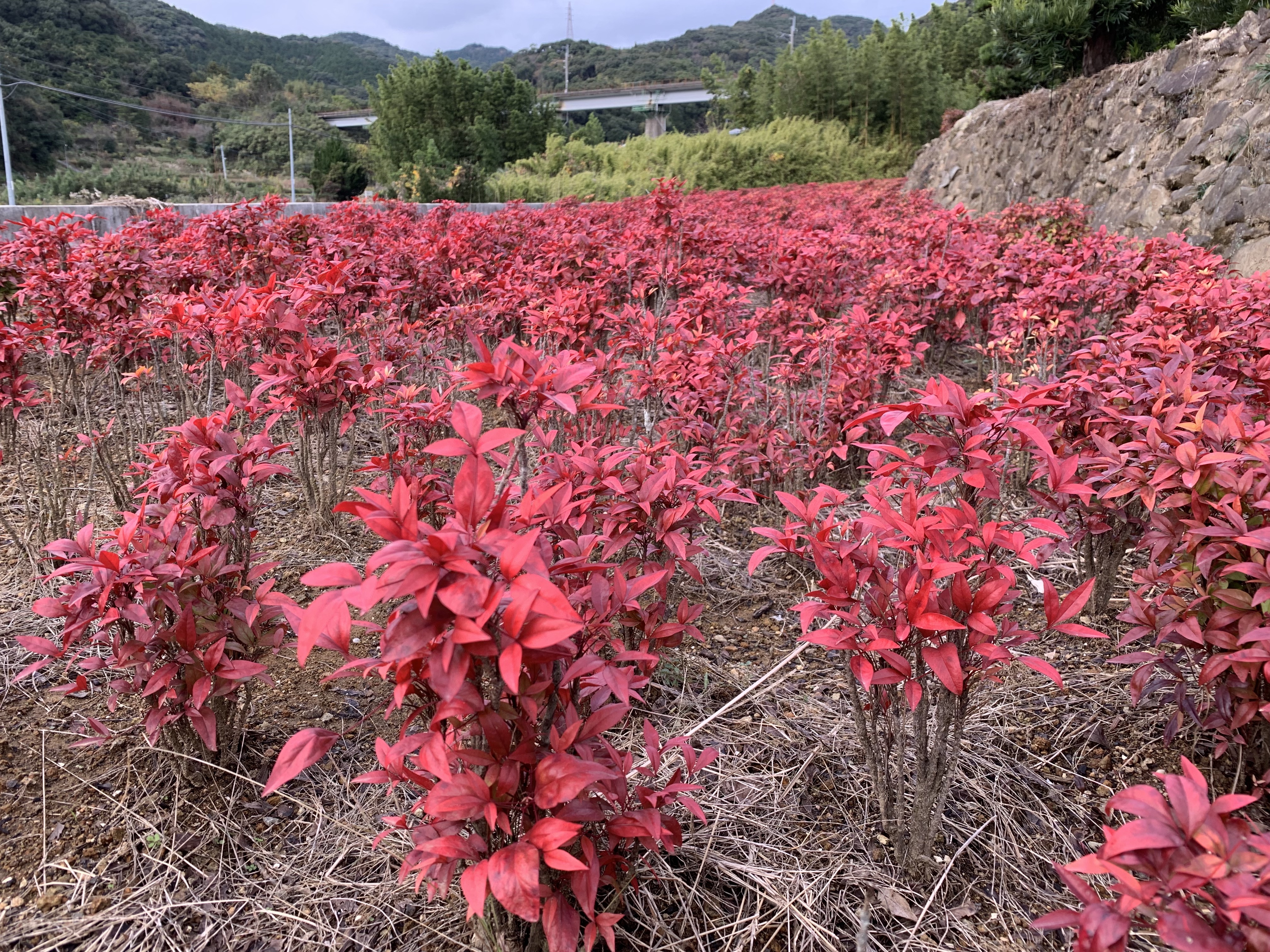 広輝緑化